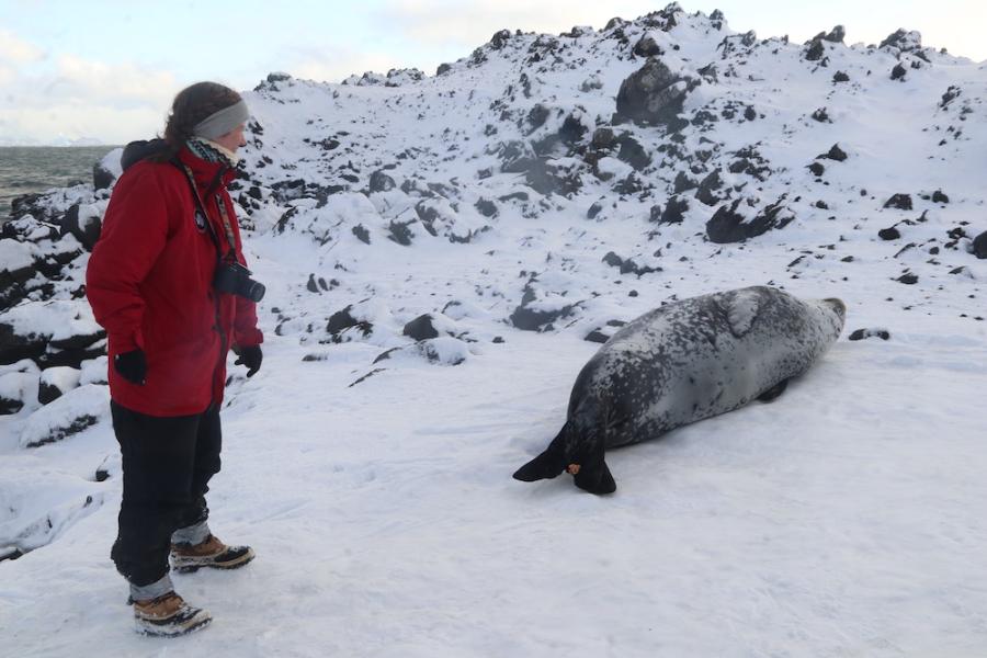 Dr. Sarah Kienle observes leopard seal.