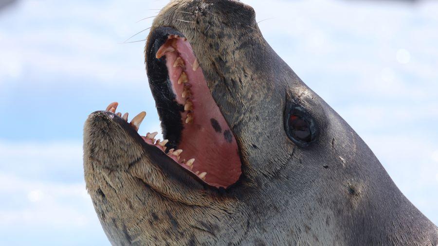 Leopard seal on iceberg.