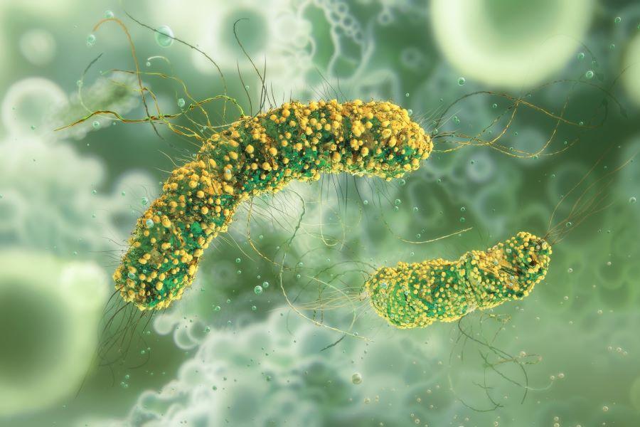 Graphic of Listeria monocytogenes
