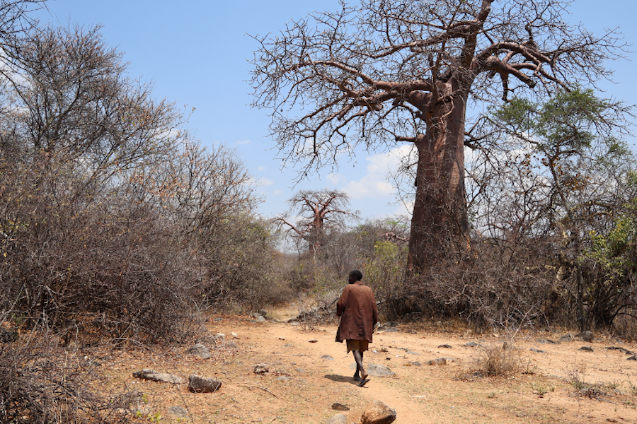A Hadza man walks through the bush past a large baobab tree. These fruit-bearing trees are a vital source of food for the Hadza and can live for well over 1000 years.